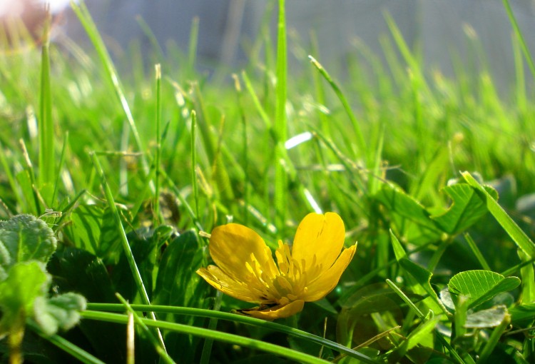 Tavaszi szerves gyeptrágya akció